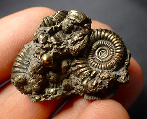 Pyrite multi-ammonite fossil (34 mm)