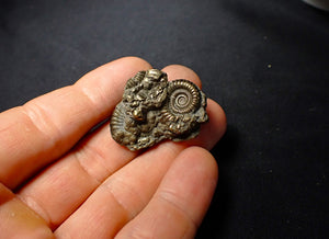 Pyrite multi-ammonite fossil (34 mm)