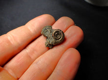 Load image into Gallery viewer, Pyrite multi-ammonite fossil (22 mm)
