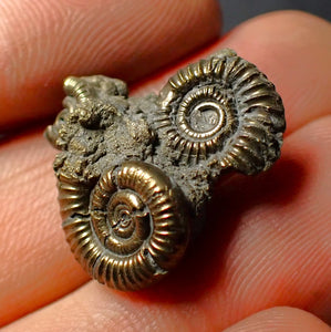 Pyrite multi-ammonite fossil (22 mm)