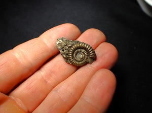 Pyrite multi-ammonite fossil (28 mm)