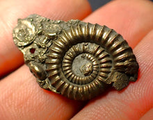 Load image into Gallery viewer, Pyrite multi-ammonite fossil (28 mm)
