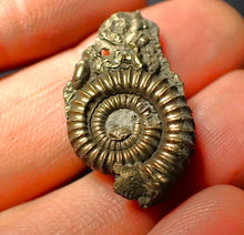 Load image into Gallery viewer, Pyrite multi-ammonite fossil (28 mm)
