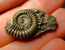 Load image into Gallery viewer, Pyrite multi-ammonite fossil (28 mm)
