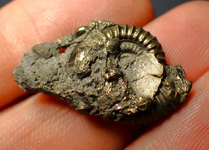 Pyrite multi-ammonite fossil (28 mm)