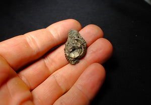 Pyrite multi-ammonite fossil (28 mm)