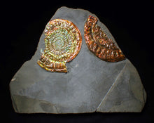 Load image into Gallery viewer, Large iridescent double-Caloceras rainbow-coloured display ammonite fossil
