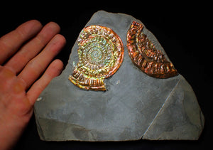 Large iridescent double-Caloceras rainbow-coloured display ammonite fossil