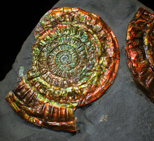 Load image into Gallery viewer, Large iridescent double-Caloceras rainbow-coloured display ammonite fossil
