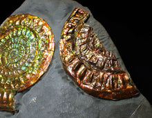 Load image into Gallery viewer, Large iridescent double-Caloceras rainbow-coloured display ammonite fossil
