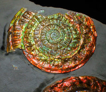 Load image into Gallery viewer, Large iridescent double-Caloceras rainbow-coloured display ammonite fossil
