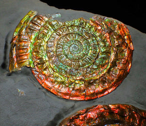 Large iridescent double-Caloceras rainbow-coloured display ammonite fossil