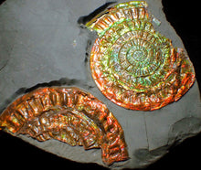 Load image into Gallery viewer, Large iridescent double-Caloceras rainbow-coloured display ammonite fossil
