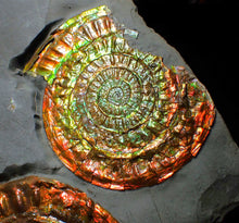 Load image into Gallery viewer, Large iridescent double-Caloceras rainbow-coloured display ammonite fossil
