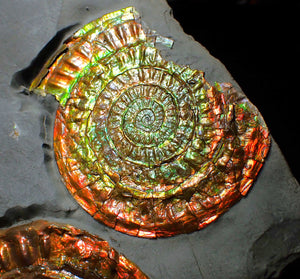 Large iridescent double-Caloceras rainbow-coloured display ammonite fossil