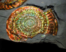 Load image into Gallery viewer, Large iridescent double-Caloceras rainbow-coloured display ammonite fossil
