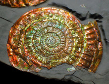 Load image into Gallery viewer, Large iridescent double-Caloceras rainbow-coloured display ammonite fossil
