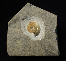 Load image into Gallery viewer, Calcite Promicroceras ammonite fossil display piece (21 mm)
