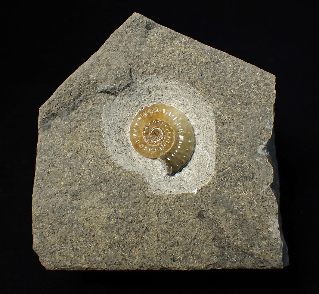 Calcite Promicroceras ammonite fossil display piece (21 mm)