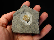 Load image into Gallery viewer, Calcite Promicroceras ammonite fossil display piece (21 mm)
