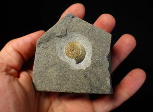 Calcite Promicroceras ammonite fossil display piece (21 mm)