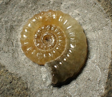 Load image into Gallery viewer, Calcite Promicroceras ammonite fossil display piece (21 mm)
