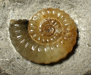 Calcite Promicroceras ammonite fossil display piece (21 mm)