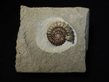 Load image into Gallery viewer, Large calcite Promicroceras ammonite fossil display piece (32mm)

