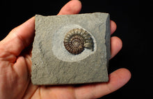 Load image into Gallery viewer, Large calcite Promicroceras ammonite fossil display piece (32mm)
