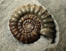Load image into Gallery viewer, Large calcite Promicroceras ammonite fossil display piece (32mm)
