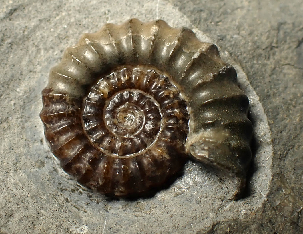 Large calcite Promicroceras ammonite fossil display piece (32mm)