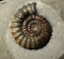 Load image into Gallery viewer, Large calcite Promicroceras ammonite fossil display piece (32mm)
