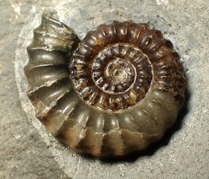 Large calcite Promicroceras ammonite fossil display piece (32mm)