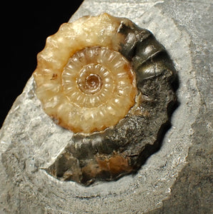 Calcite Xipheroceras ammonite fossil display piece (36mm)
