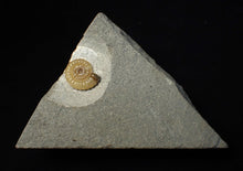 Load image into Gallery viewer, Calcite Promicroceras ammonite fossil display piece (19 mm)
