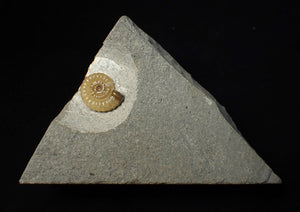Calcite Promicroceras ammonite fossil display piece (19 mm)