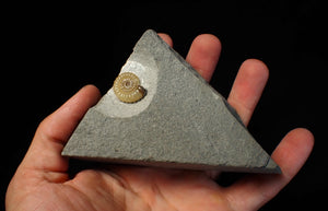 Calcite Promicroceras ammonite fossil display piece (19 mm)