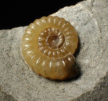 Load image into Gallery viewer, Calcite Promicroceras ammonite fossil display piece (19 mm)
