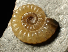 Load image into Gallery viewer, Calcite Promicroceras ammonite fossil display piece (19 mm)
