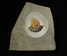 Load image into Gallery viewer, Calcite Promicroceras ammonite fossil display piece (25 mm)
