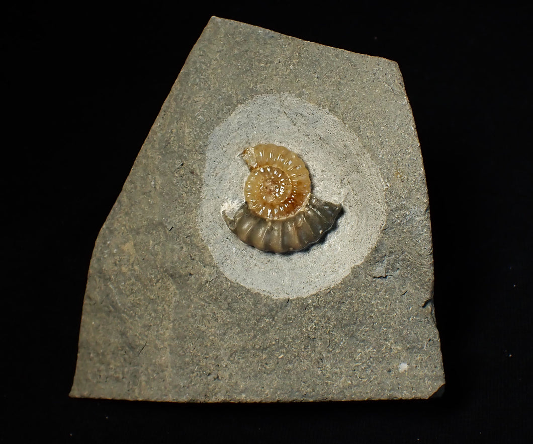 Calcite Promicroceras ammonite fossil display piece (25 mm)