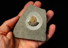 Load image into Gallery viewer, Calcite Promicroceras ammonite fossil display piece (25 mm)
