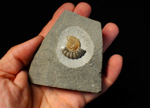 Calcite Promicroceras ammonite fossil display piece (25 mm)