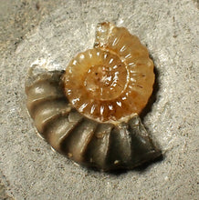 Load image into Gallery viewer, Calcite Promicroceras ammonite fossil display piece (25 mm)
