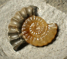 Load image into Gallery viewer, Calcite Promicroceras ammonite fossil display piece (25 mm)
