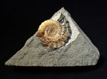 Load image into Gallery viewer, Calcite Xipheroceras ammonite fossil display piece (38mm)
