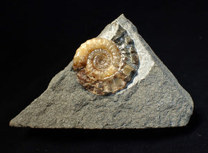 Calcite Xipheroceras ammonite fossil display piece (38mm)