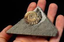 Load image into Gallery viewer, Calcite Xipheroceras ammonite fossil display piece (38mm)
