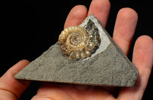 Calcite Xipheroceras ammonite fossil display piece (38mm)