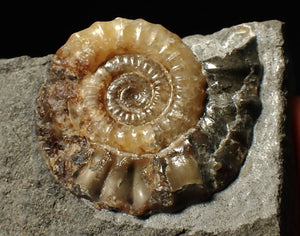 Calcite Xipheroceras ammonite fossil display piece (38mm)